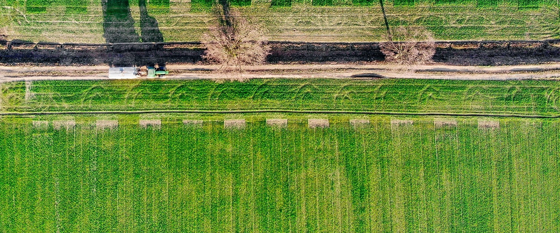 Elevate Property Value with Tree Fertilization in Virginia Beach