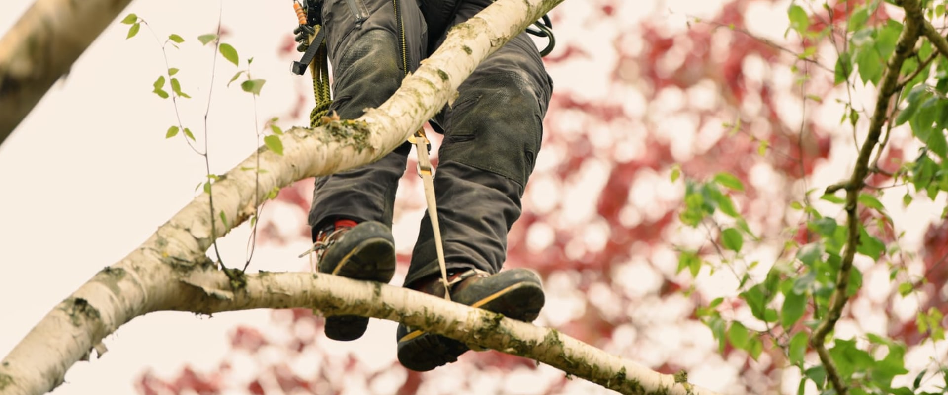 Selling The View: Why Damascus Tree Care Matters For Real Estate Photography