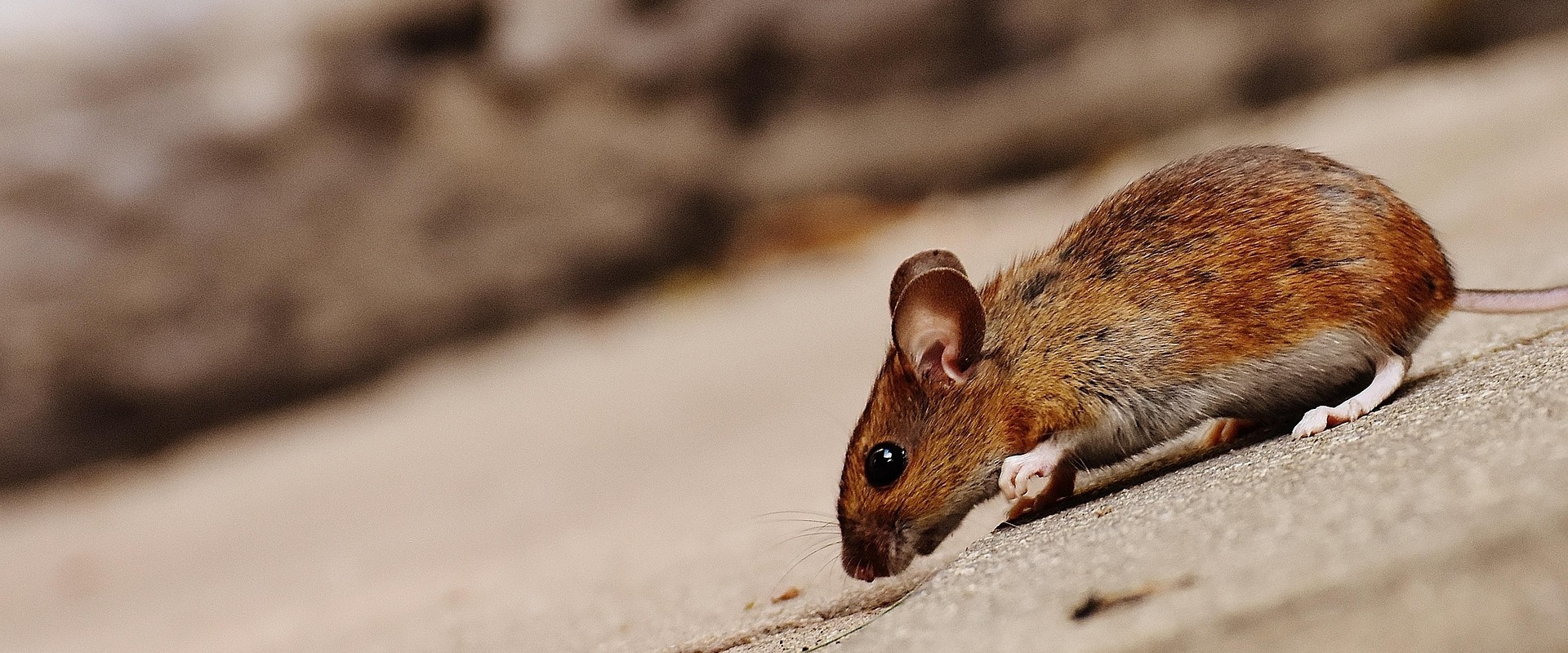 Ensure Market-Ready Homes with Expert Rodent Control
