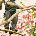 Selling The View: Why Damascus Tree Care Matters For Real Estate Photography