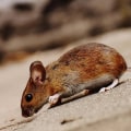 Ensure Market-Ready Homes with Expert Rodent Control