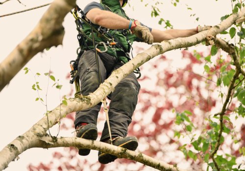 Selling The View: Why Damascus Tree Care Matters For Real Estate Photography