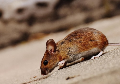 Ensure Market-Ready Homes with Expert Rodent Control